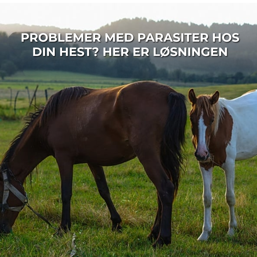 Ivermectinpaste til Heste