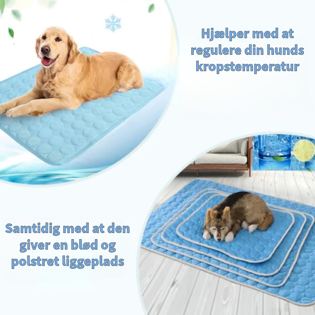 Innovativ Kjøledeke for Kjæledyr