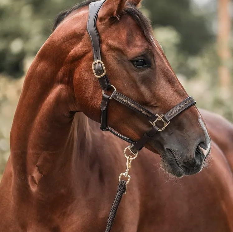 De Luxe Adventskalender voor Paardenliefhebbers (2025)