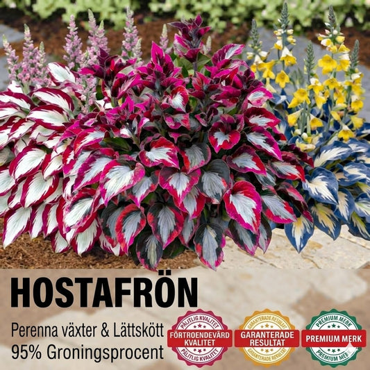 Högkvalitativa, sällsynta och lättskötta premiumväxter.