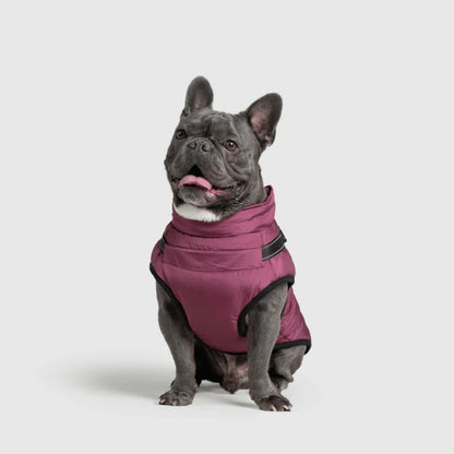 DoggyKings™ hundjacka med integrerad sele – vattentät och varm (3-i-1-design)