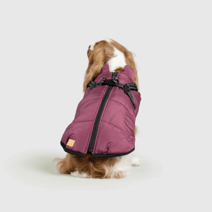 DoggyKings™ hundjacka med integrerad sele – vattentät och varm (3-i-1-design)