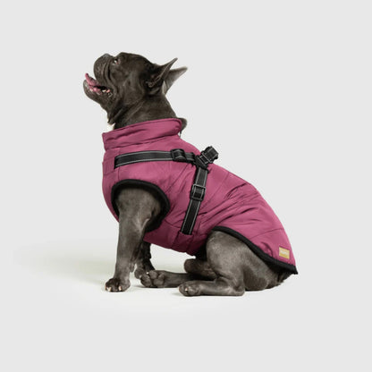 DoggyKings™ hundjacka med integrerad sele – vattentät och varm (3-i-1-design)