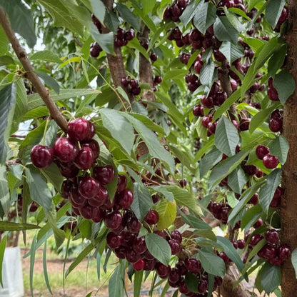 Sötkörsbärsfrön (50 st – Icke-GMO) 🌿 (Kan planteras på vintern)