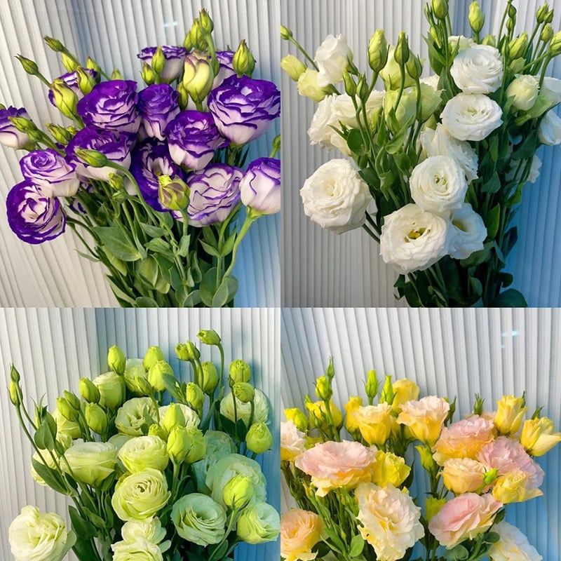 Taggfria Lisianthus-frön (100 st) 💐 Lisianthus-frön