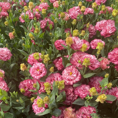 Taggfria Lisianthus-frön (100 st) 💐 Lisianthus-frön