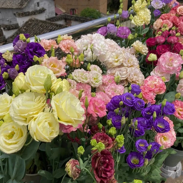 Taggfria Lisianthus-frön (100 st) 💐 Lisianthus-frön