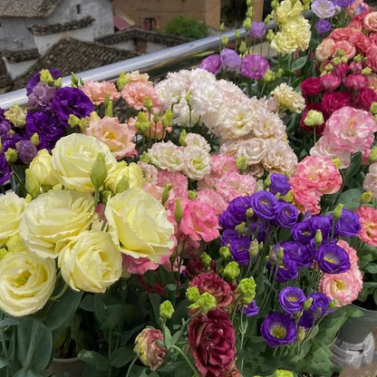 Taggfria Lisianthus-frön (100 st) 💐 Lisianthus-frön