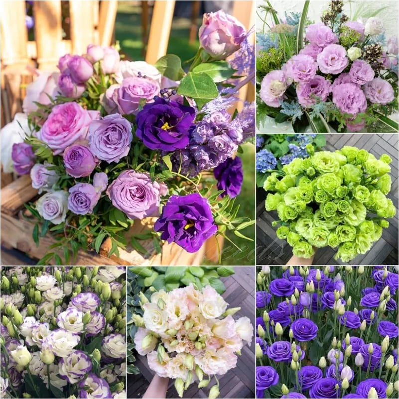 Taggfria Lisianthus-frön (100 st) 💐 Lisianthus-frön