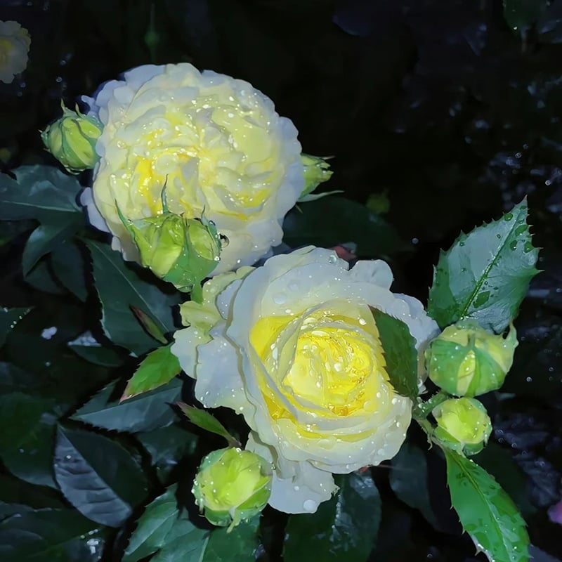 Taggfria Lisianthus-frön (100 st) 💐 Lisianthus-frön