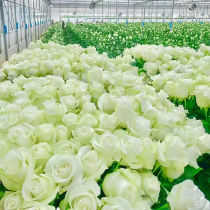 Färgglada klätterrosfrön | Kan planteras året runt!