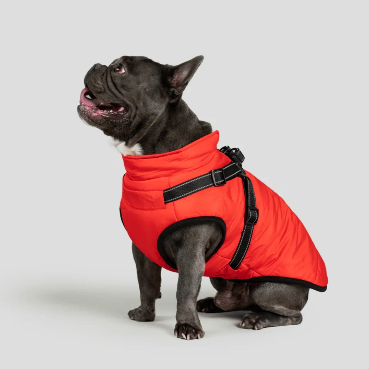 DoggyKings™ hundjacka med integrerad sele – vattentät och varm (3-i-1-design)