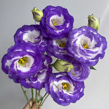 Taggfria Lisianthus-frön (100 st) 💐 Lisianthus-frön