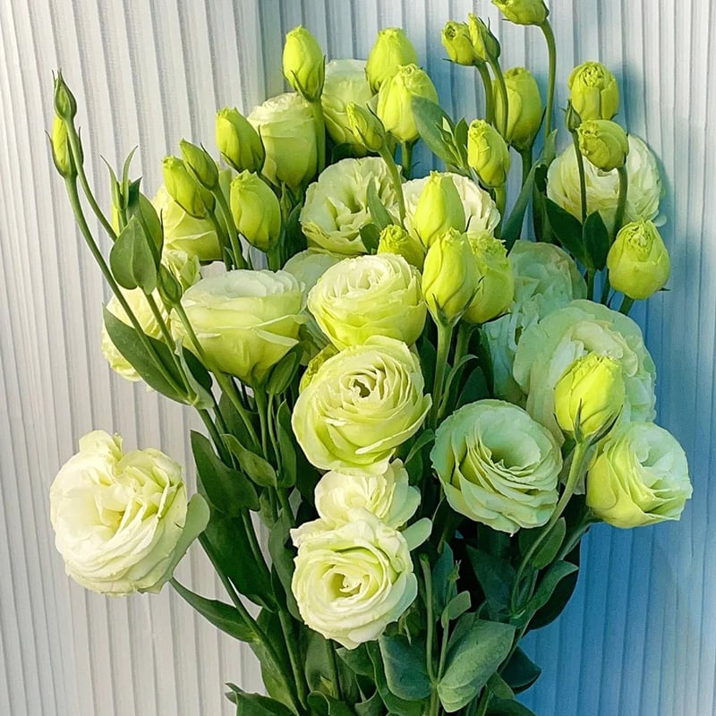 Taggfria Lisianthus-frön (100 st) 💐 Lisianthus-frön