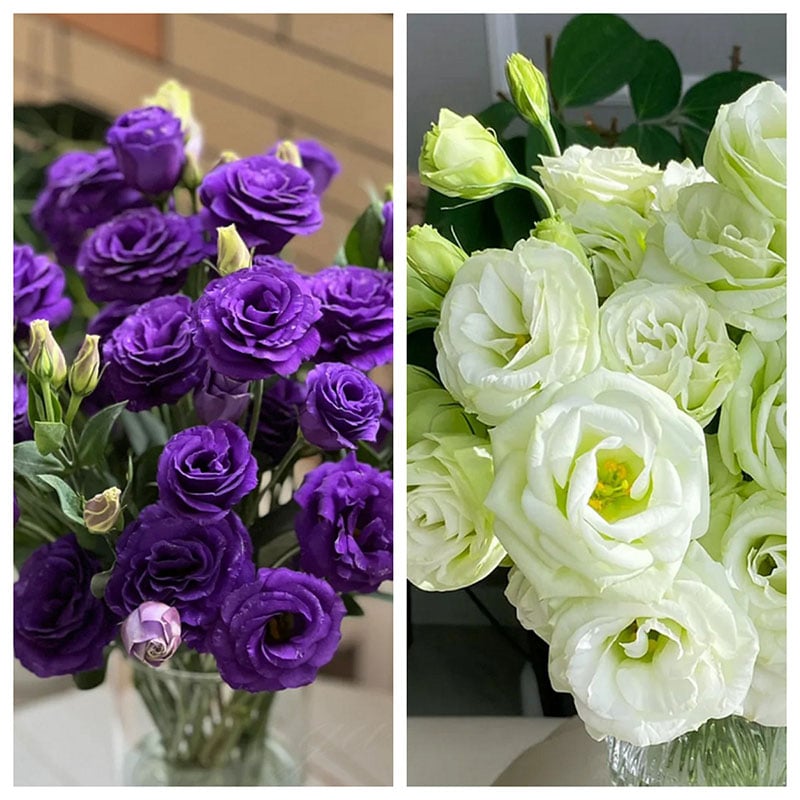 Taggfria Lisianthus-frön (100 st) 💐 Lisianthus-frön