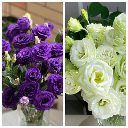 Taggfria Lisianthus-frön (100 st) 💐 Lisianthus-frön