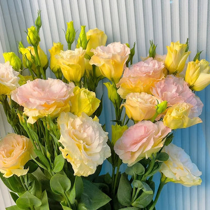 Taggfria Lisianthus-frön (100 st) 💐 Lisianthus-frön