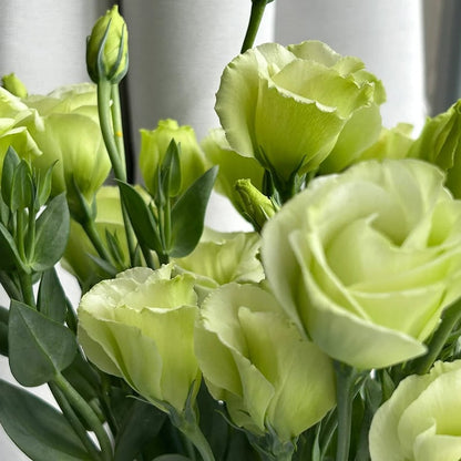 Taggfria Lisianthus-frön (100 st) 💐 Lisianthus-frön