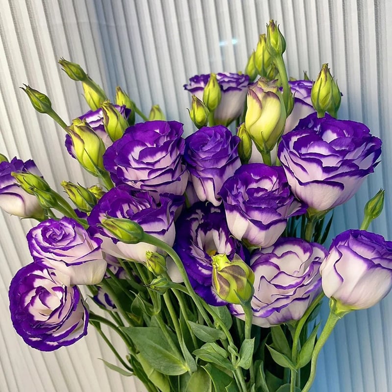 Taggfria Lisianthus-frön (100 st) 💐 Lisianthus-frön