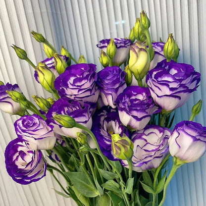 Taggfria Lisianthus-frön (100 st) 💐 Lisianthus-frön