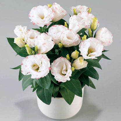 Taggfria Lisianthus-frön (100 st) 💐 Lisianthus-frön