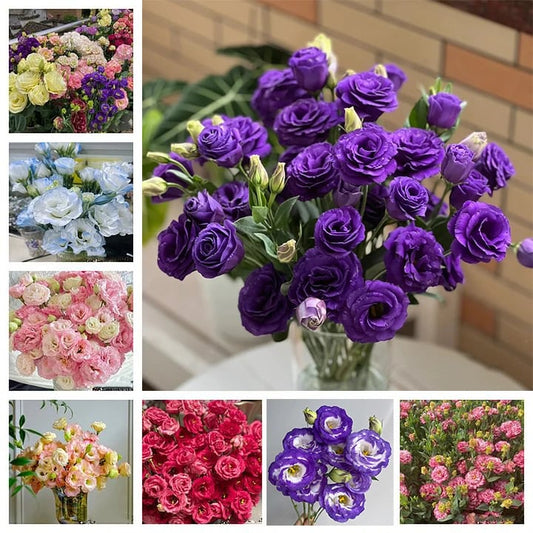 Taggfria Lisianthus-frön (100 st) 💐 Lisianthus-frön