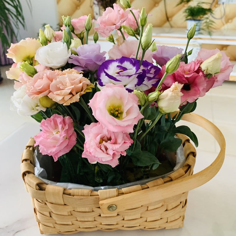 Taggfria Lisianthus-frön (100 st) 💐 Lisianthus-frön