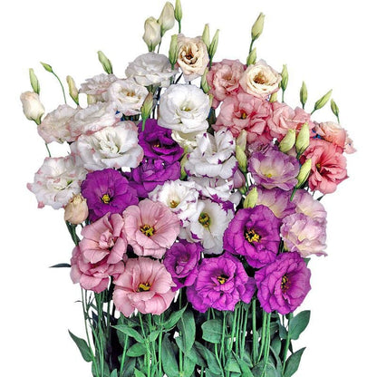 Taggfria Lisianthus-frön (100 st) 💐 Lisianthus-frön