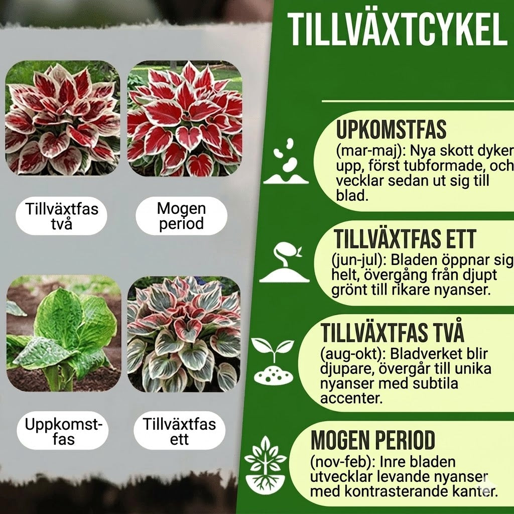 Högkvalitativa, sällsynta och lättskötta premiumväxter.