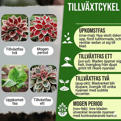 Högkvalitativa, sällsynta och lättskötta premiumväxter.