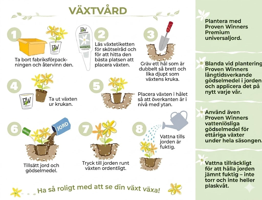 Ekologiska jasminfrön – 100 st