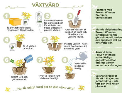 Ekologiska jasminfrön – 100 st