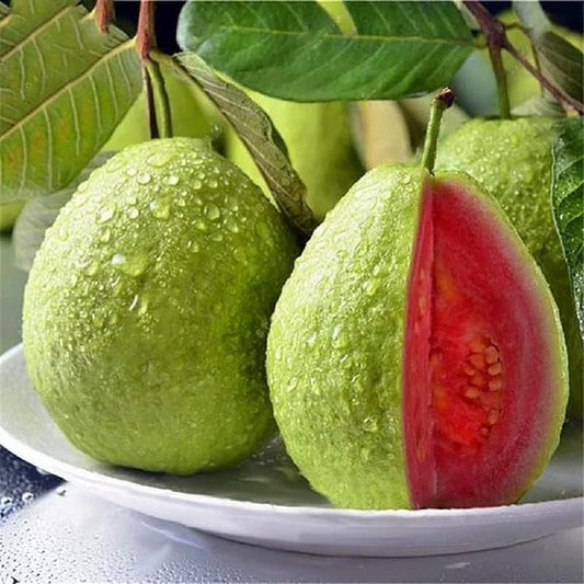 Ekologiska rosa guavafrön – 60 st