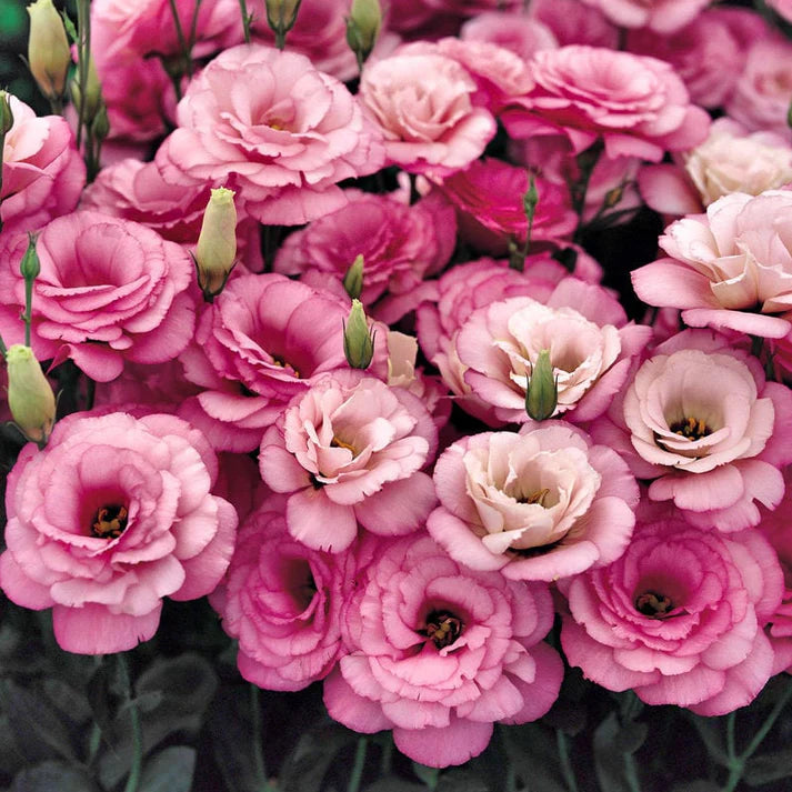 Taggfria Lisianthus-frön (100 st) 💐 Lisianthus-frön