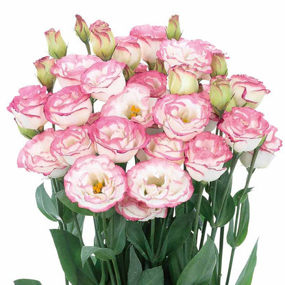 Taggfria Lisianthus-frön (100 st) 💐 Lisianthus-frön