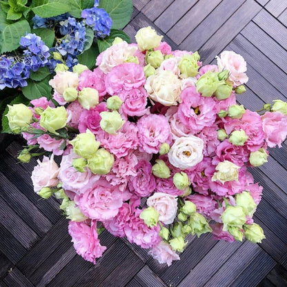 Taggfria Lisianthus-frön (100 st) 💐 Lisianthus-frön