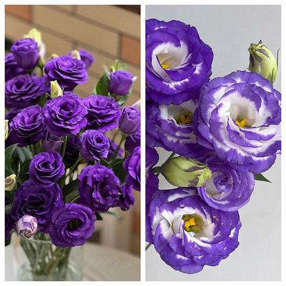 Taggfria Lisianthus-frön (100 st) 💐 Lisianthus-frön