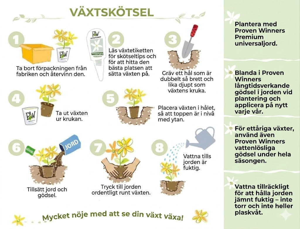 Blåbär fröblandning – 100 st