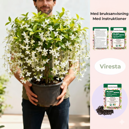 100 jasminfrön (icke-GMO)