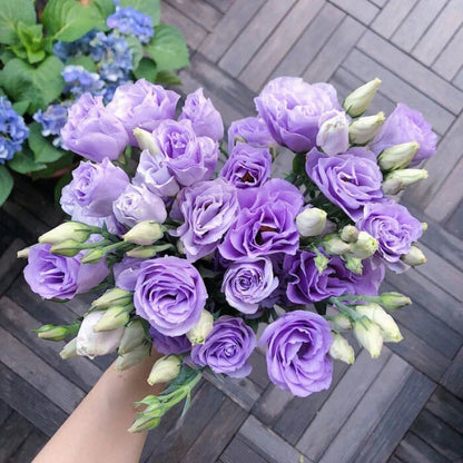 Taggfria Lisianthus-frön (100 st) 💐 Lisianthus-frön
