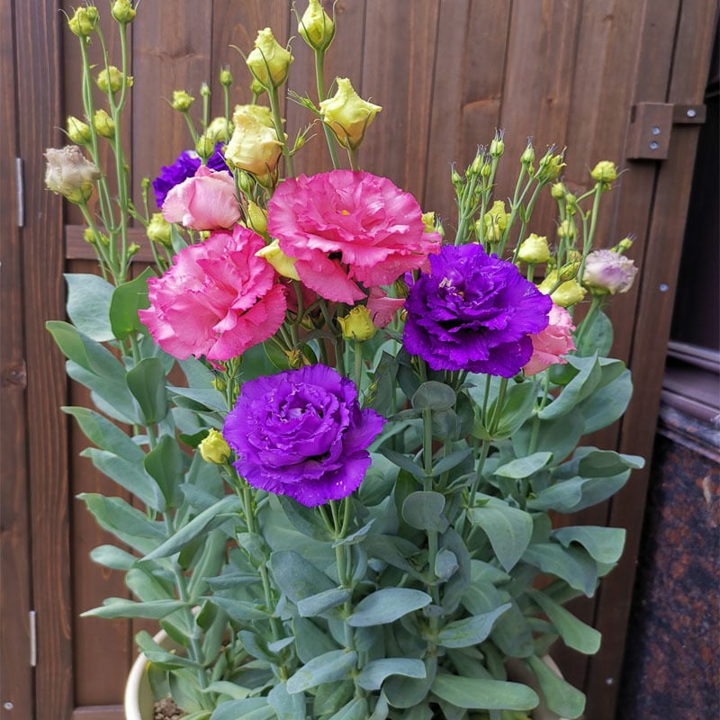 Taggfria Lisianthus-frön (100 st) 💐 Lisianthus-frön