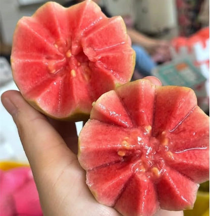 Ekologiska rosa guavafrön – 60 st