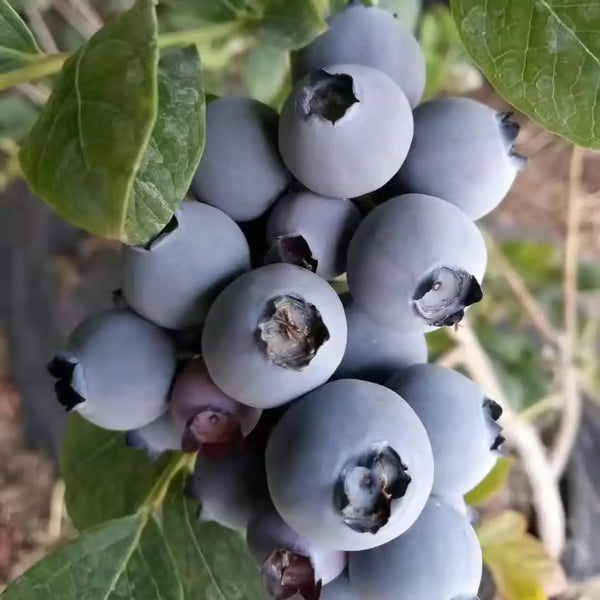 Blåbär fröblandning – 100 st