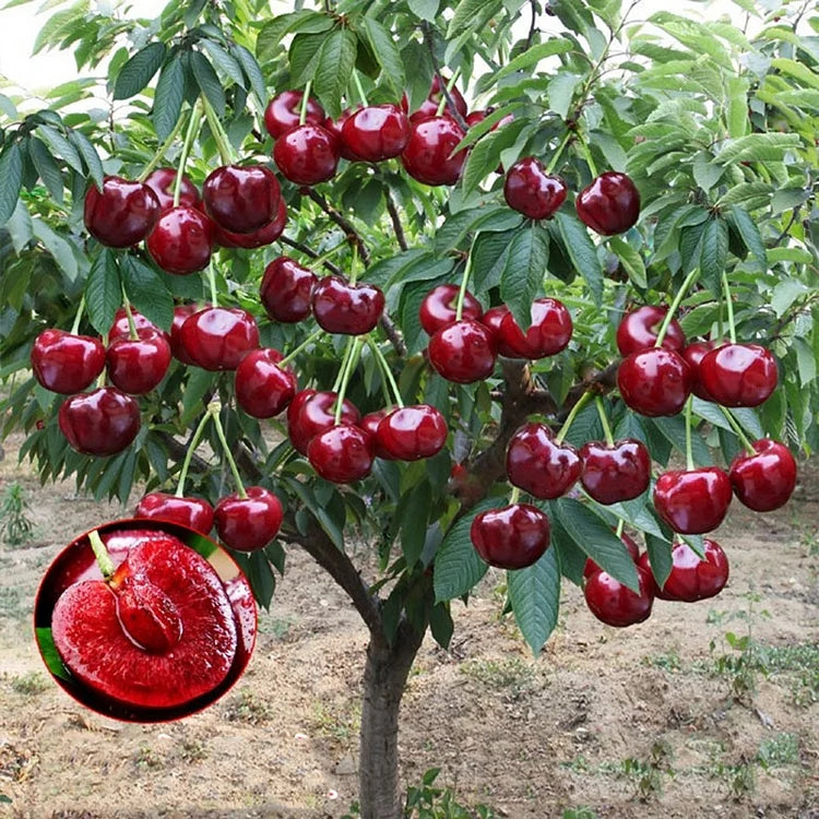 Sötkörsbärsfrön (50 st – Icke-GMO) 🌿 (Kan planteras på vintern)