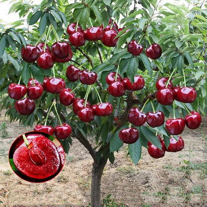 Sötkörsbärsfrön (50 st – Icke-GMO) 🌿 (Kan planteras på vintern)