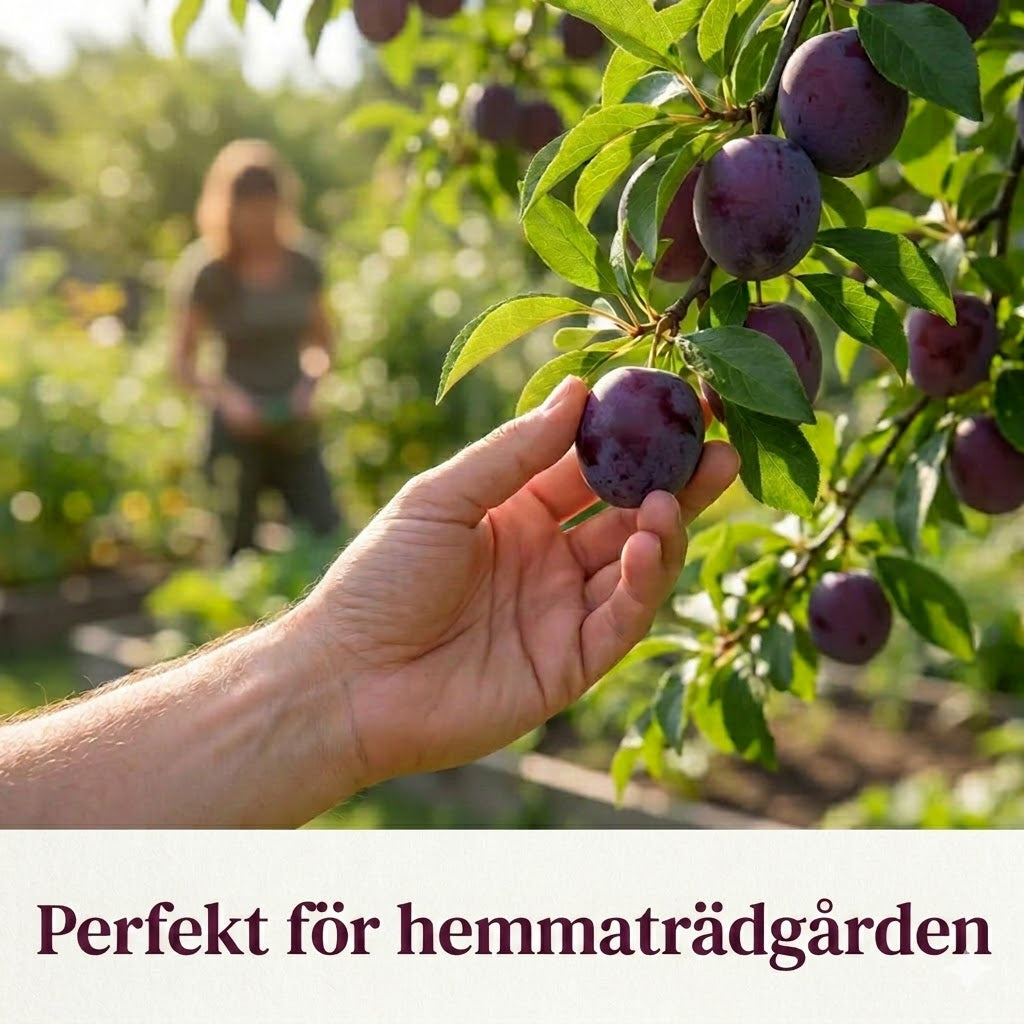 Plommonträd fröblandning – 100 st