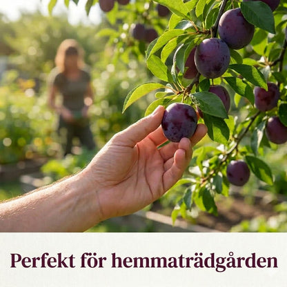 Plommonträd fröblandning – 100 st