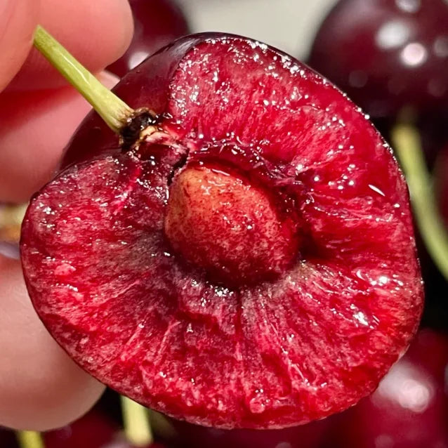 Sötkörsbärsfrön (50 st – Icke-GMO) 🌿 (Kan planteras på vintern)