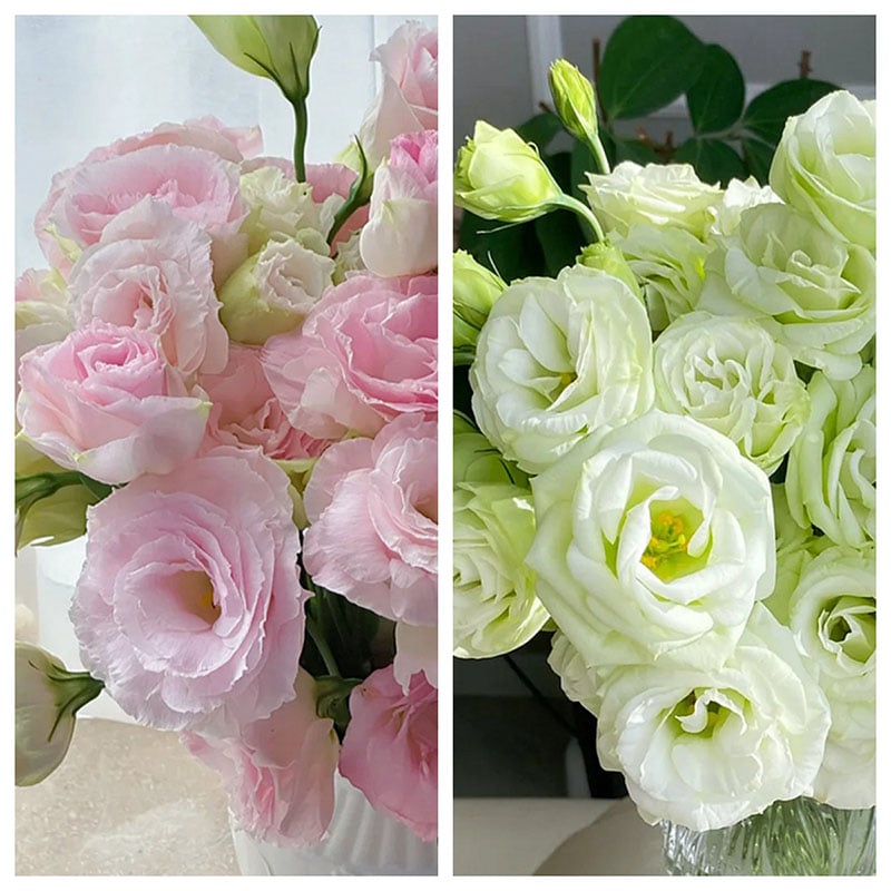 Taggfria Lisianthus-frön (100 st) 💐 Lisianthus-frön