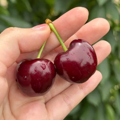 Sötkörsbärsfrön (50 st – Icke-GMO) 🌿 (Kan planteras på vintern)